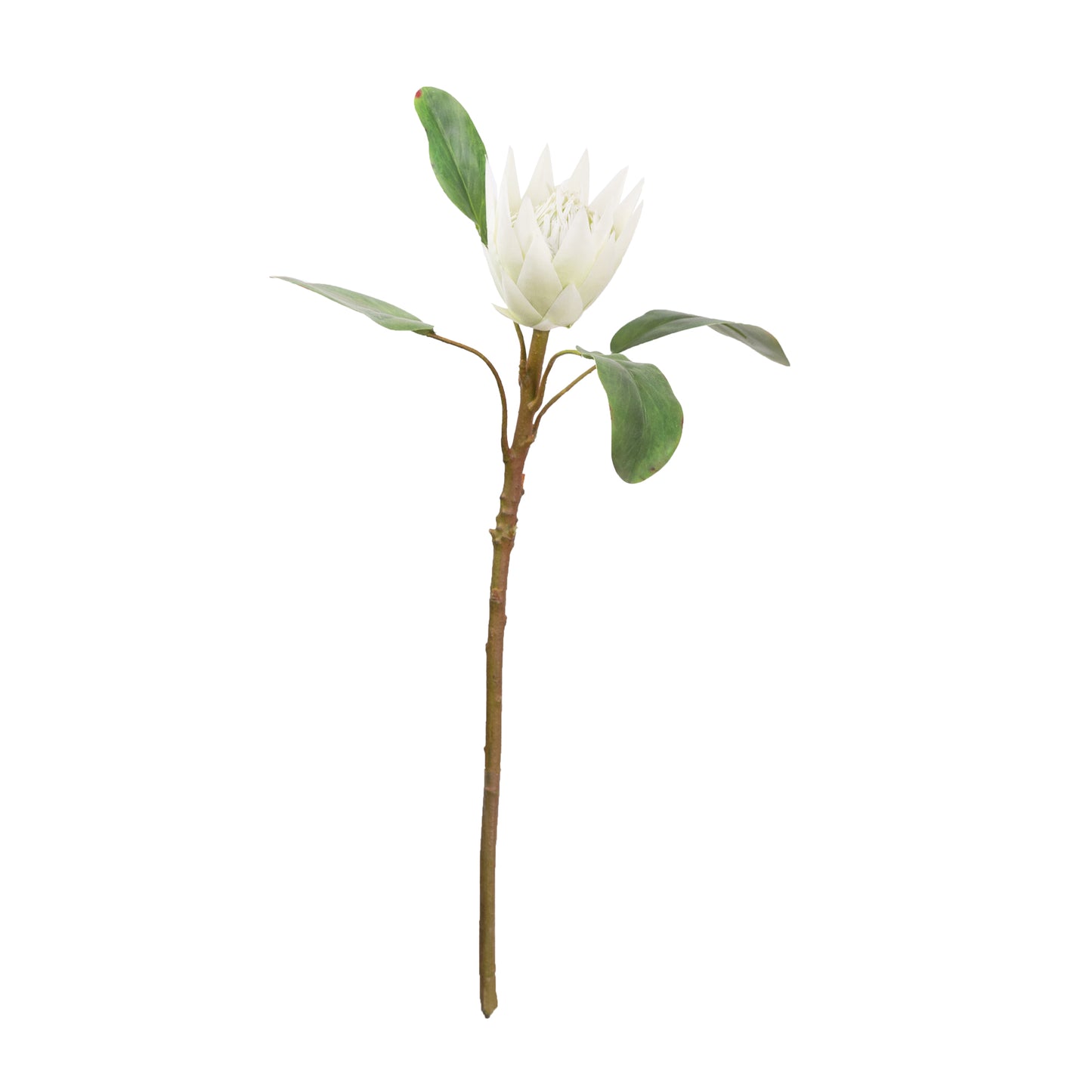 50cm Artificial Protea White