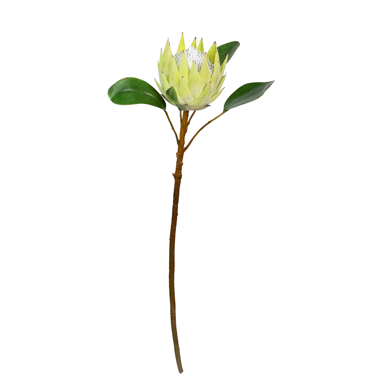 69cm Artificial King Protea Green