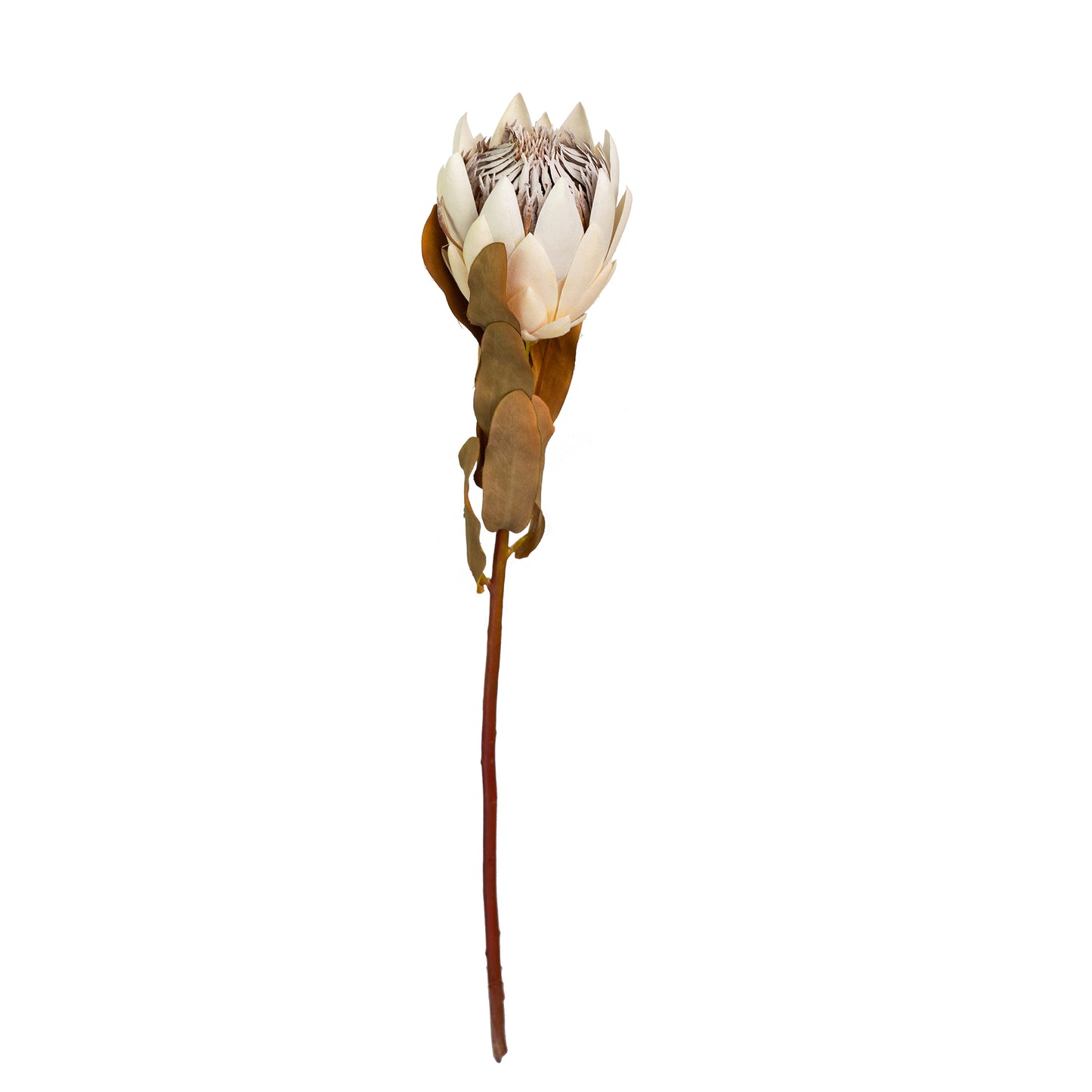 50cm Artificial Protea Beige