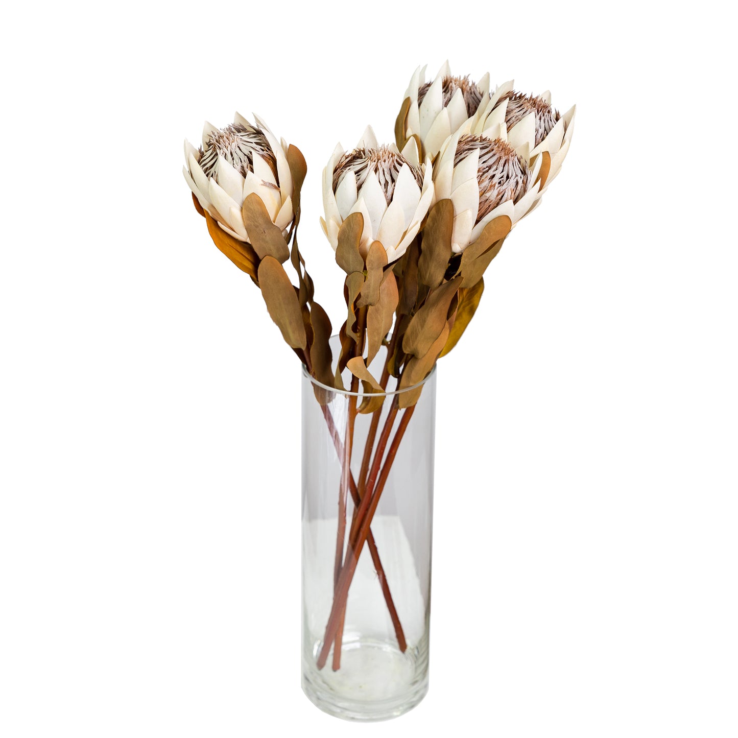 50cm Artificial Protea Beige