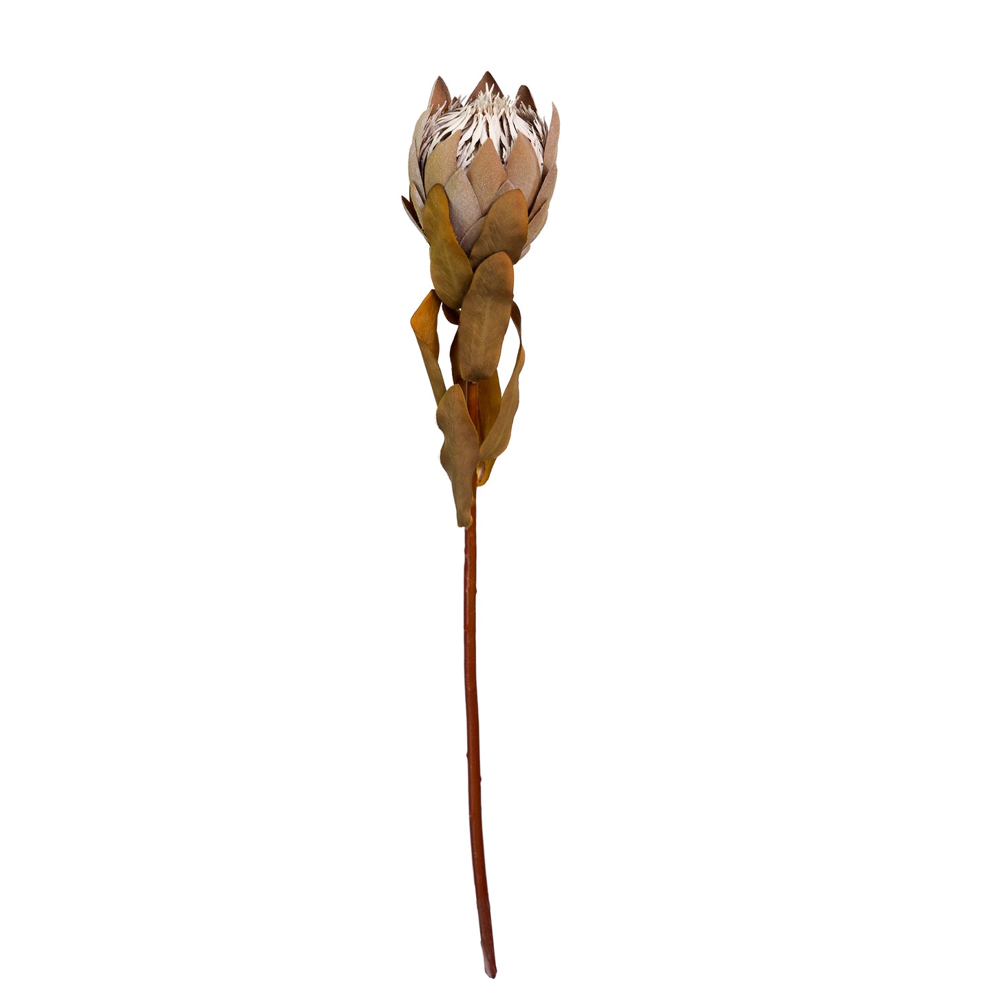 50cm Artificial Protea Coffee