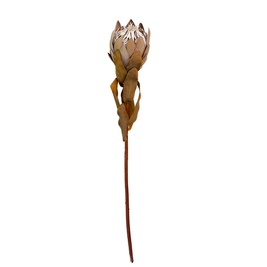 50cm Artificial Protea Coffee