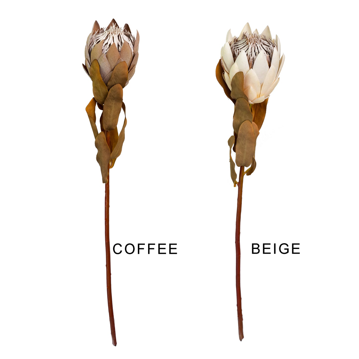 50cm Artificial Protea Coffee