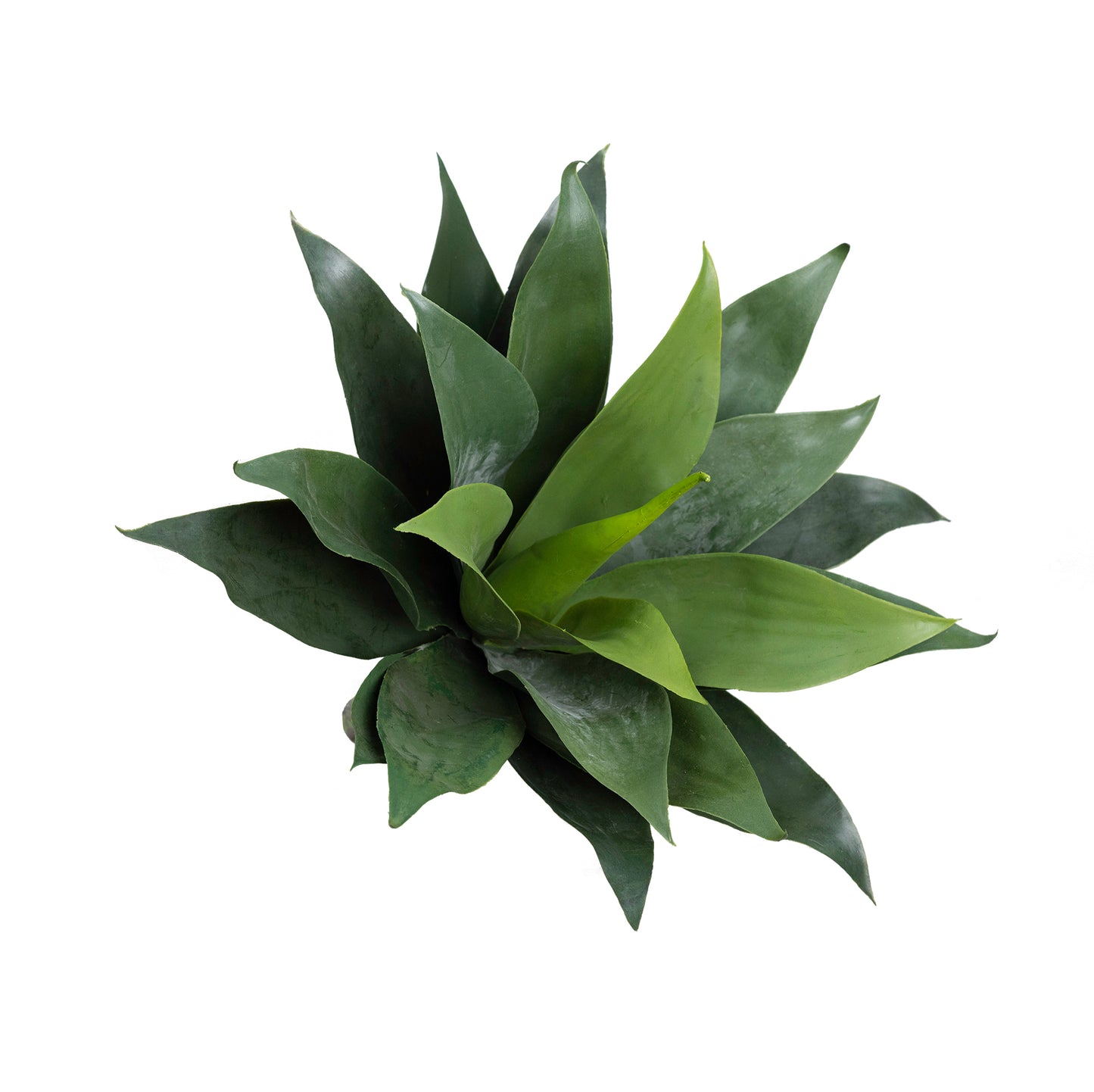 Agave bush