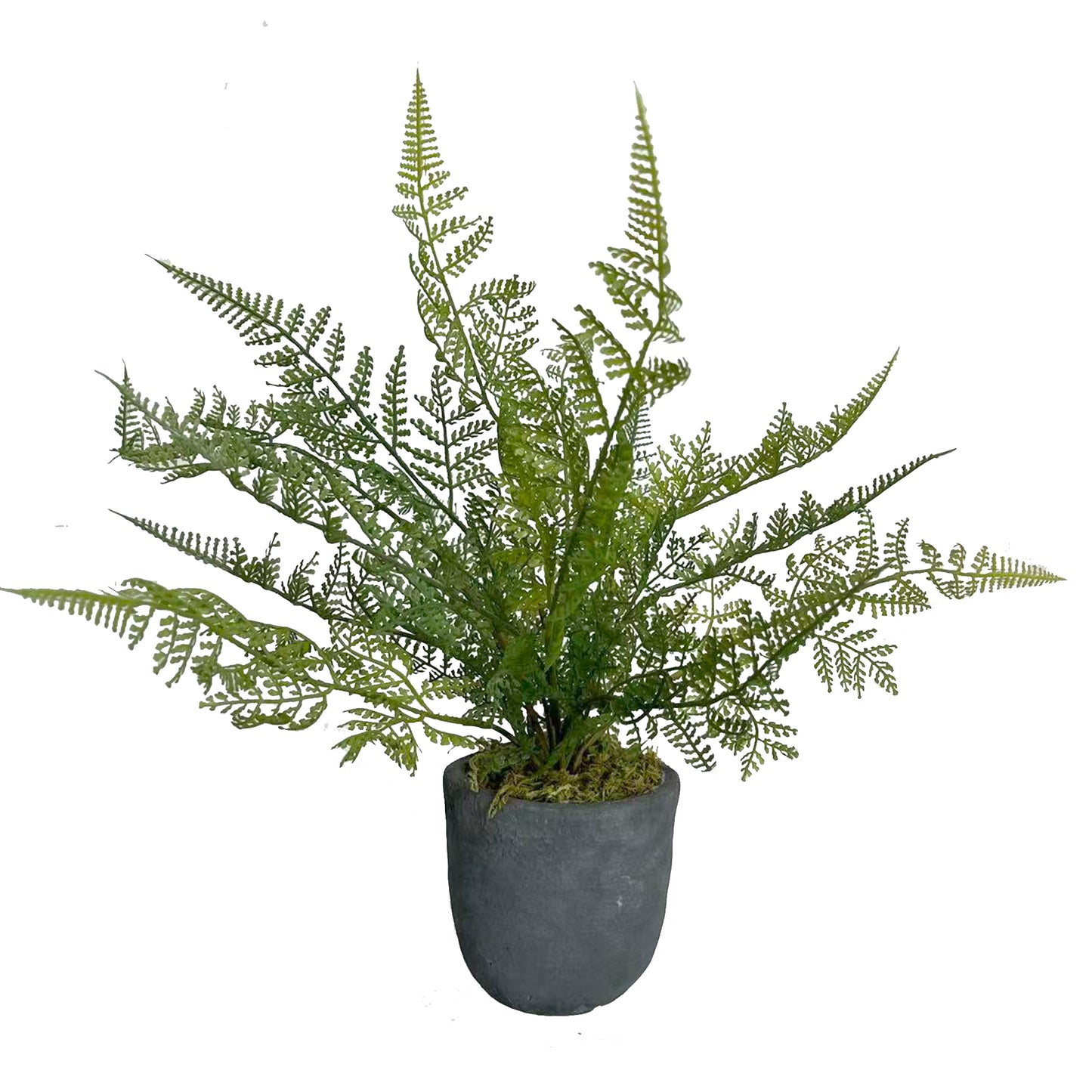 Potted Ruffle Fern Bush