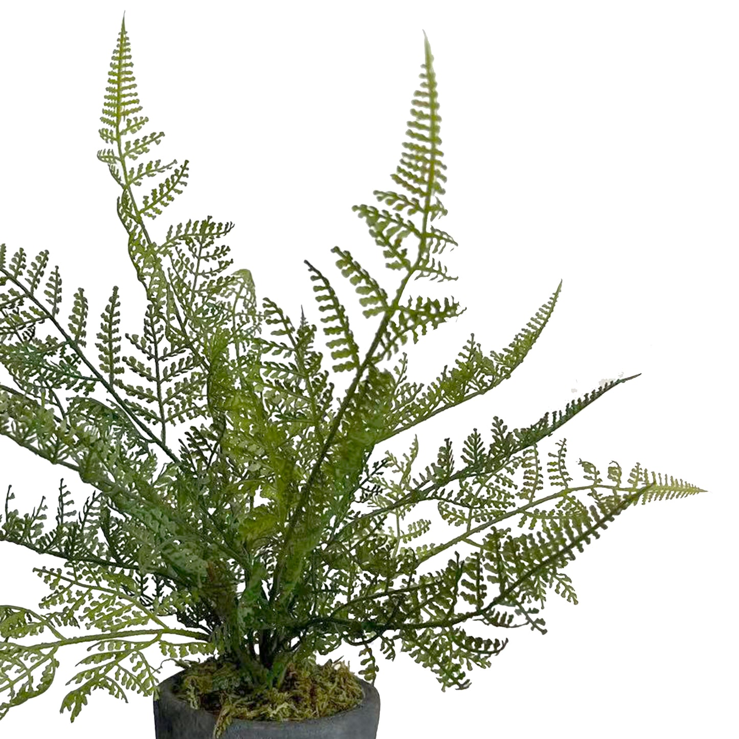 Potted Ruffle Fern Bush