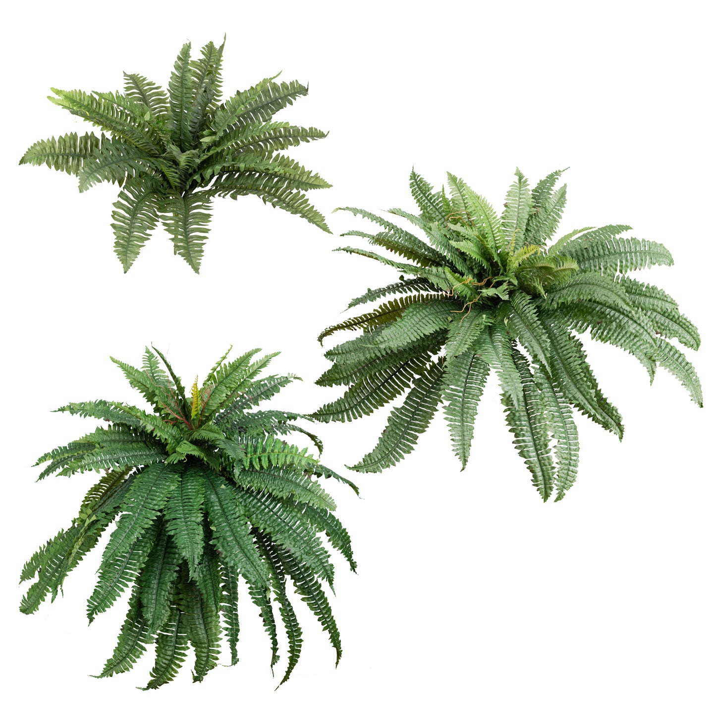 Boston Fern Bush