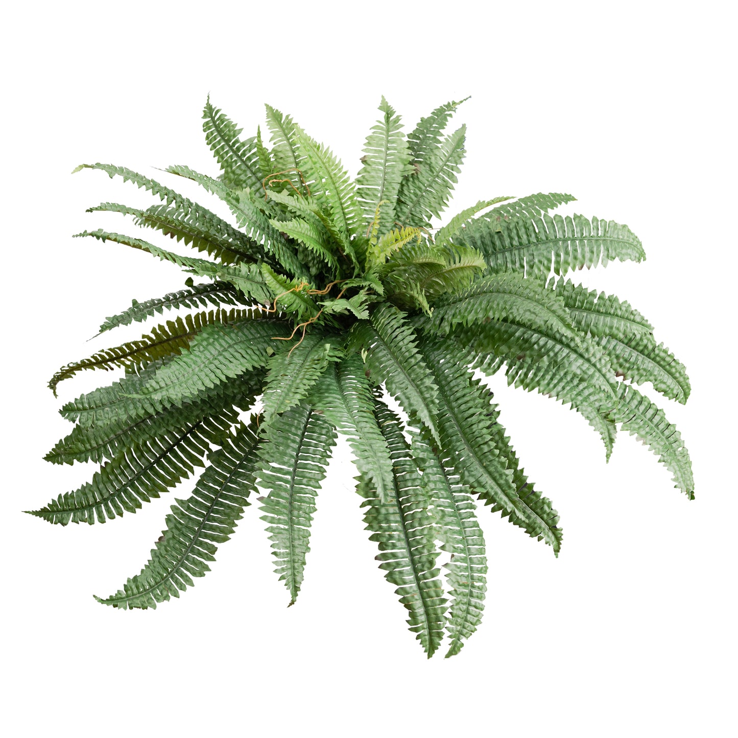 Boston Fern Bush