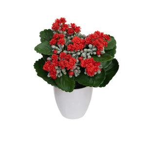 Glamorous Fusion Kalanchoe Bush in Pot Set - Artificial Flower Arrangements and Artificial Plants