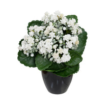 Load image into Gallery viewer, Glamorous Fusion Kalanchoe Bush in Pot Set - Artificial Flower Arrangements and Artificial Plants
