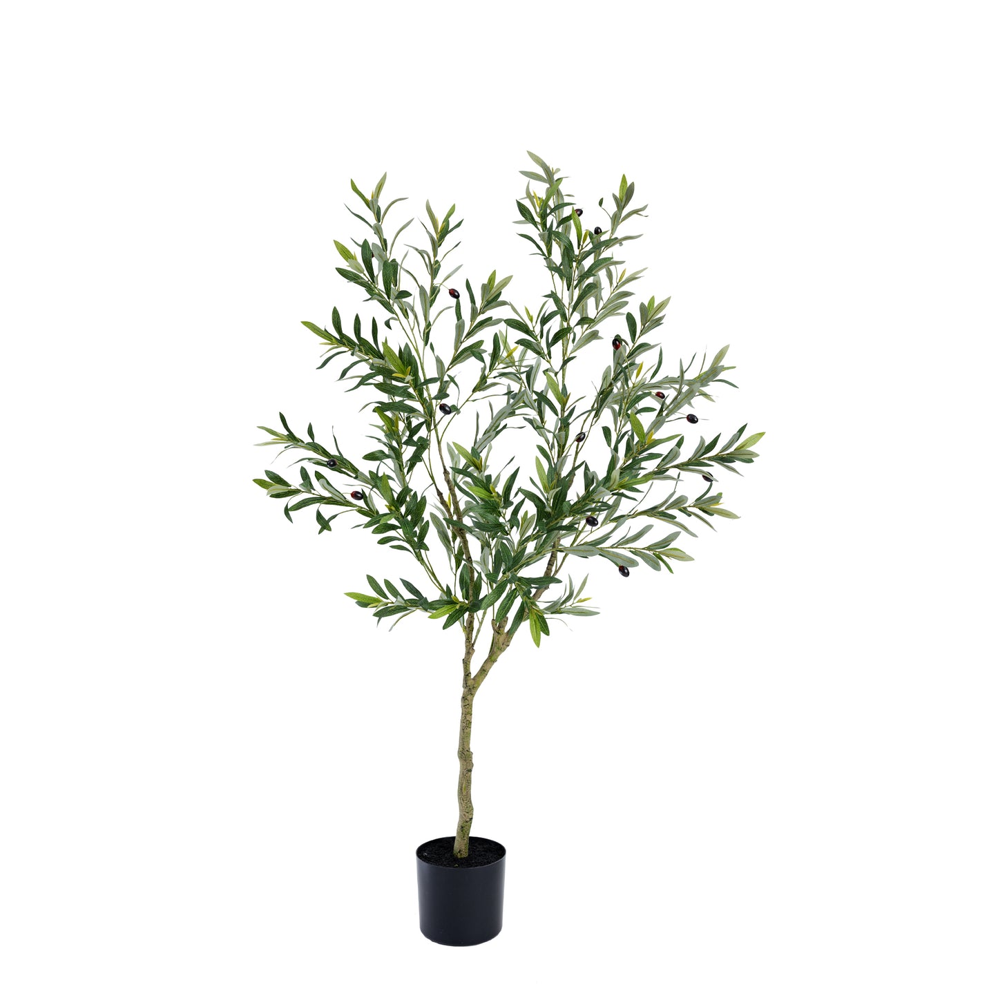 152cm Olive Tree in Pot