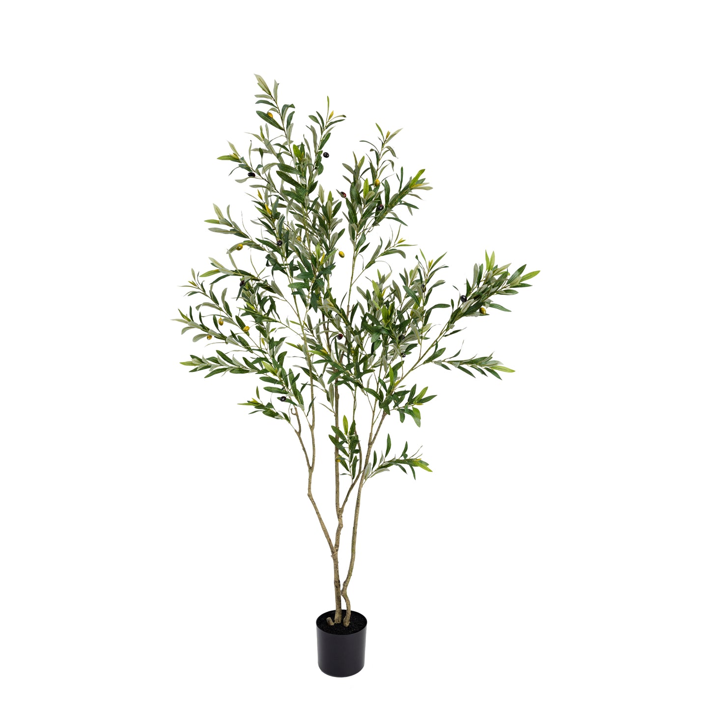 182cm Olive Tree in Pot