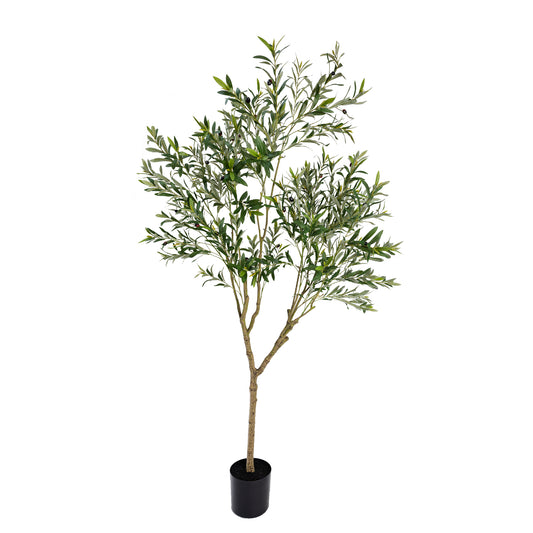 213cm Olive Tree in Pot