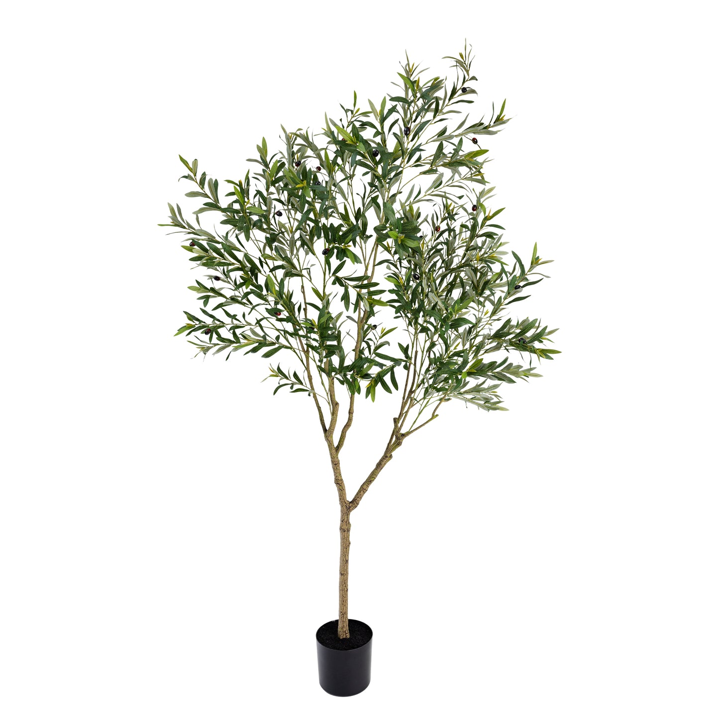 213cm Olive Tree in Pot