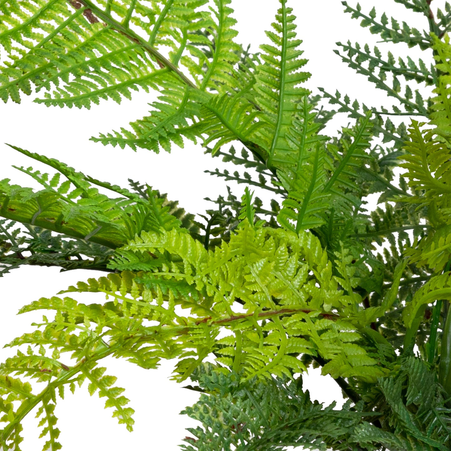 Leather Fern Bush