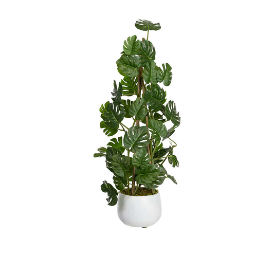 Climbing Sellum Philo in Pot