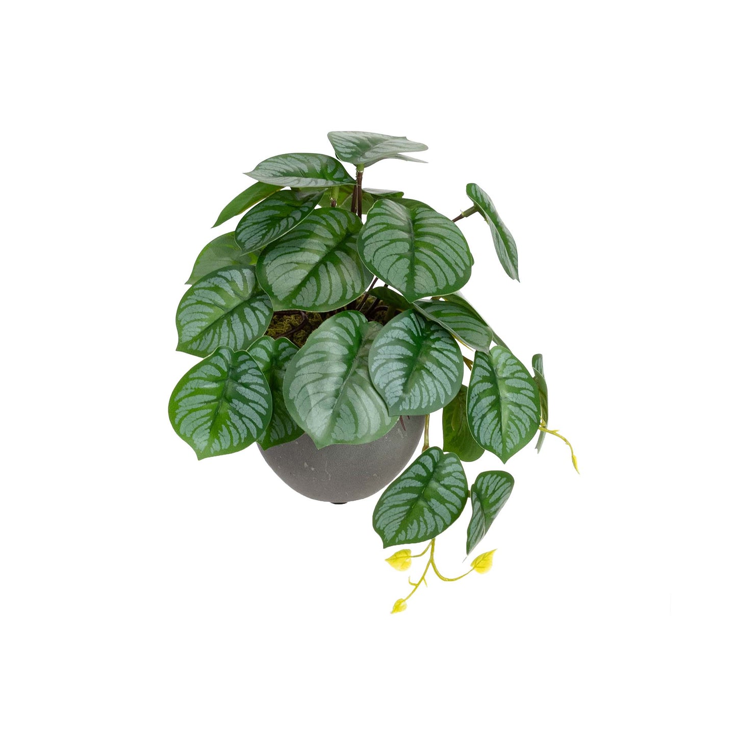Glamorous Fusion Calathea Bush in Pot - Artificial Flower Arrangements and Artificial Plants