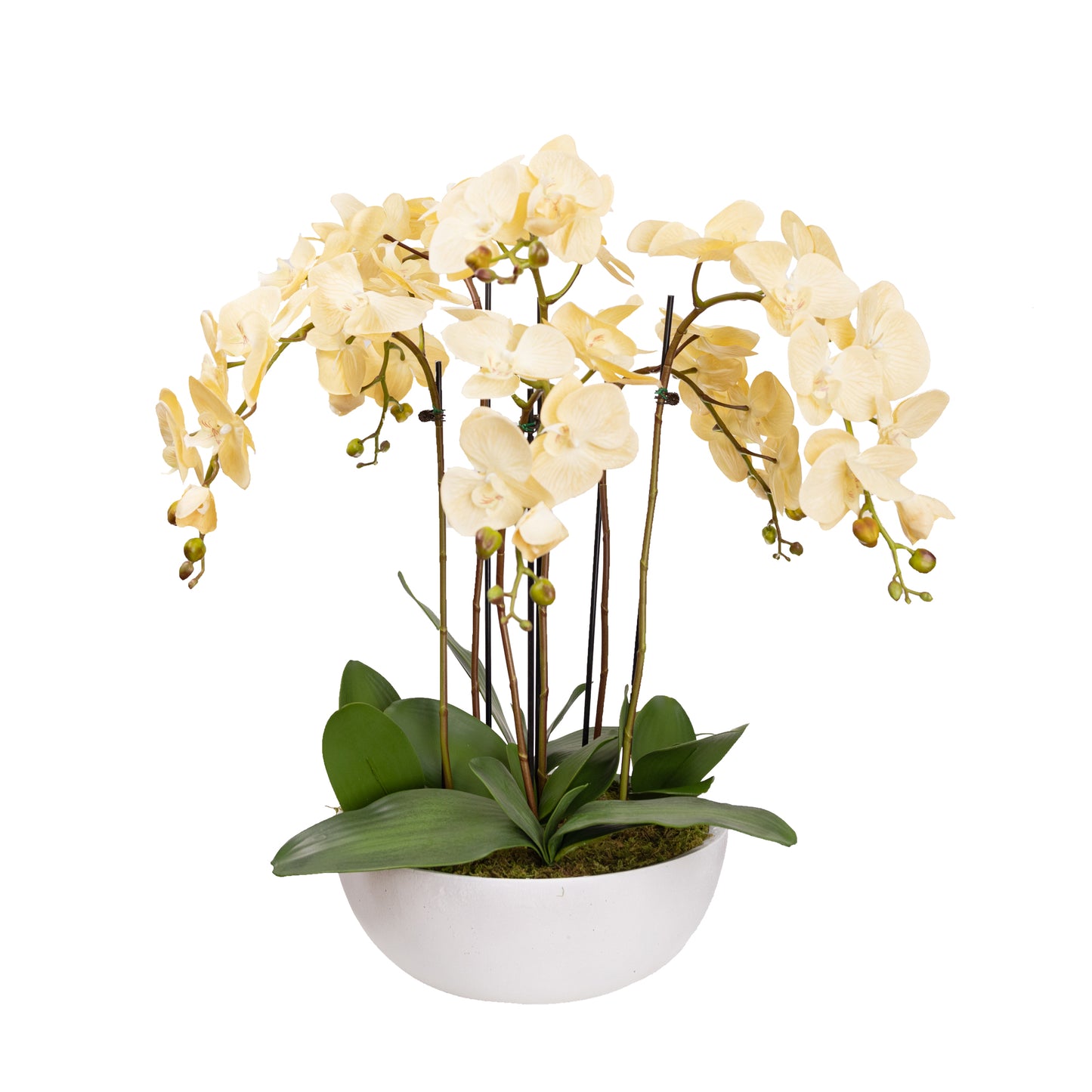 90cm Artificial Phalaenopsis Orchid in White Pot Vanilla