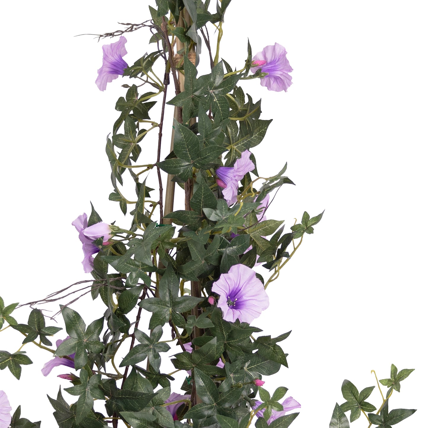 73CM CLIMBING MORNING GLORY IN POT LAVENDER