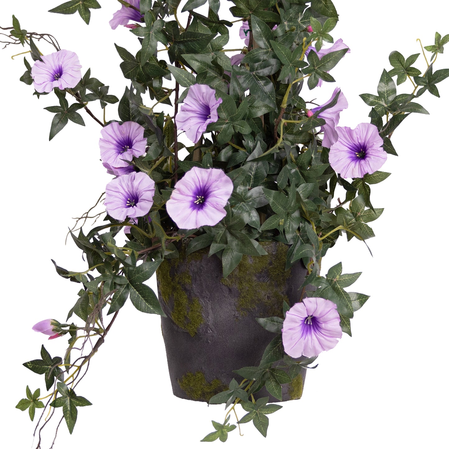 73CM CLIMBING MORNING GLORY IN POT LAVENDER