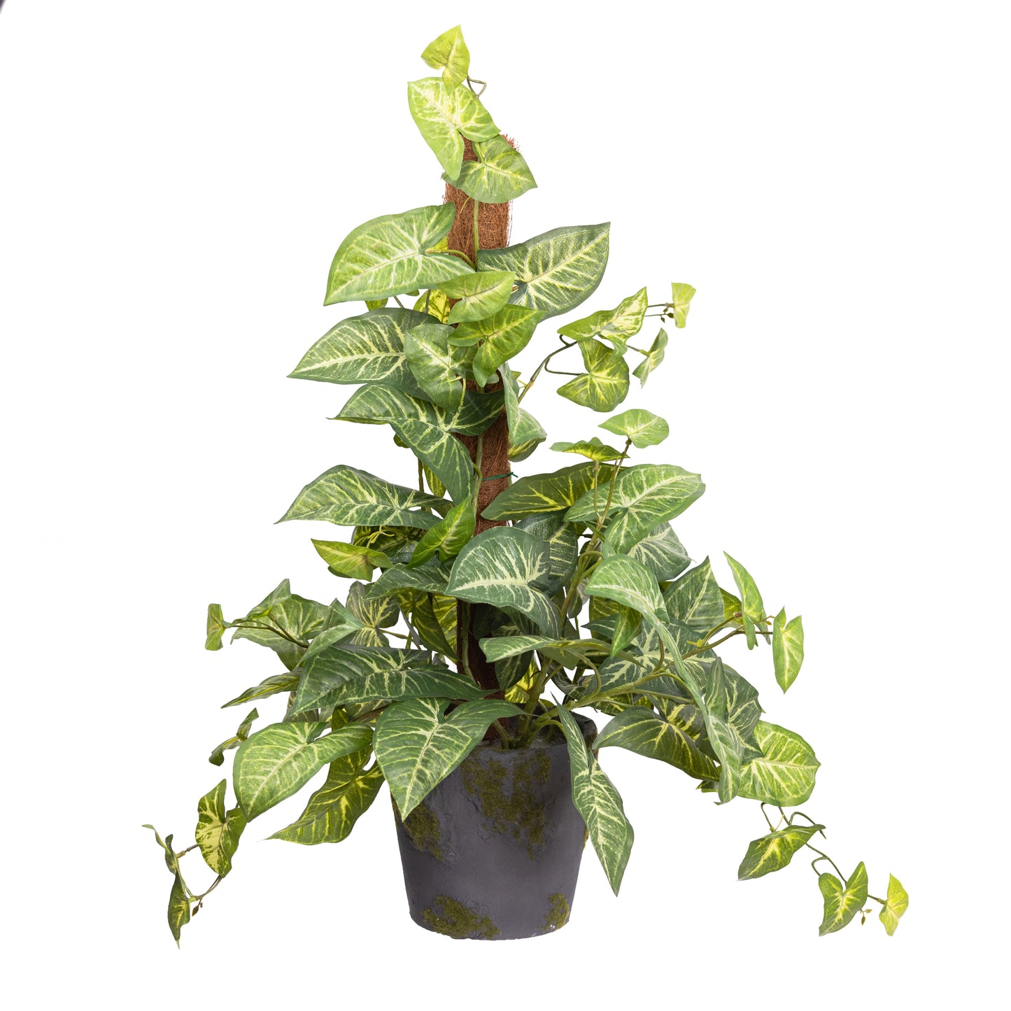 73CM SYNGONIUM ON POLE