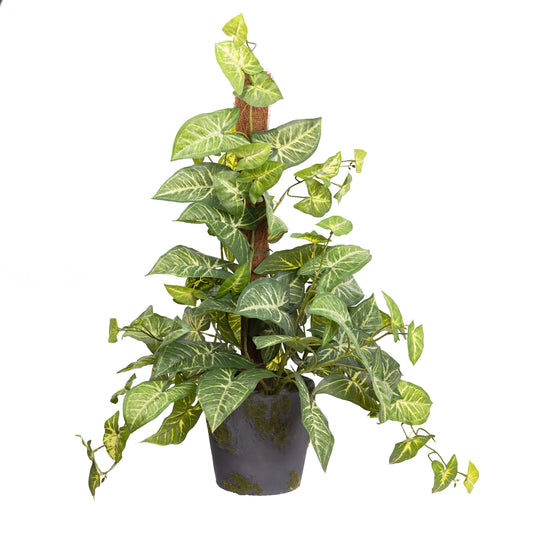 73CM SYNGONIUM ON POLE