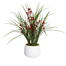 Load image into Gallery viewer, 68CM KANGAROO PAW IN POT
