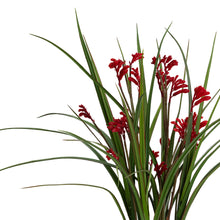 Load image into Gallery viewer, 58CM KANGAROO PAW IN POT
