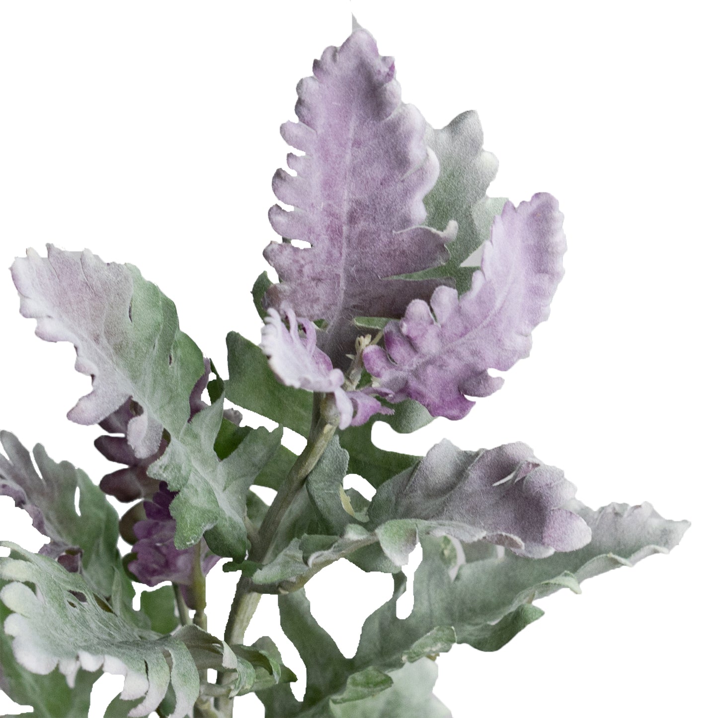 Dusty Miller Spray