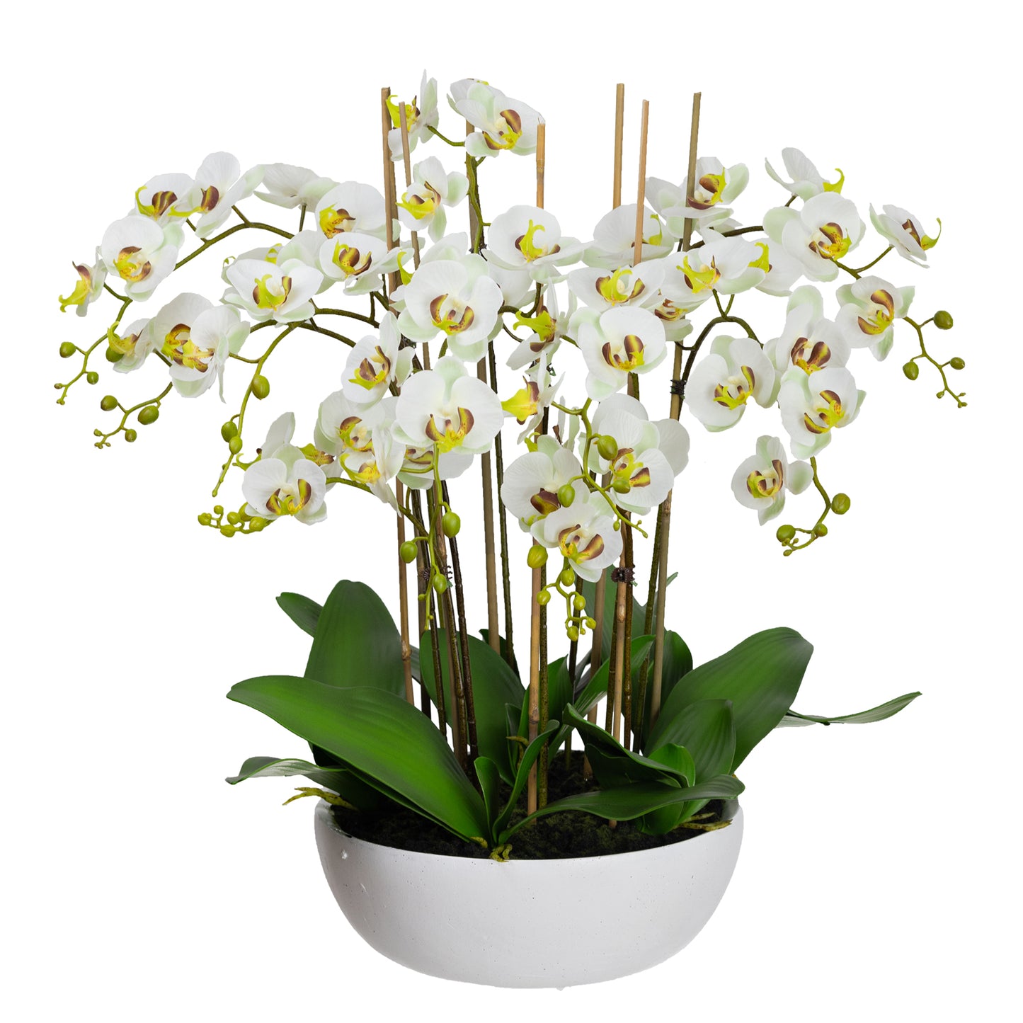 75cm Artificial Orchid in White Bowl Apple Green