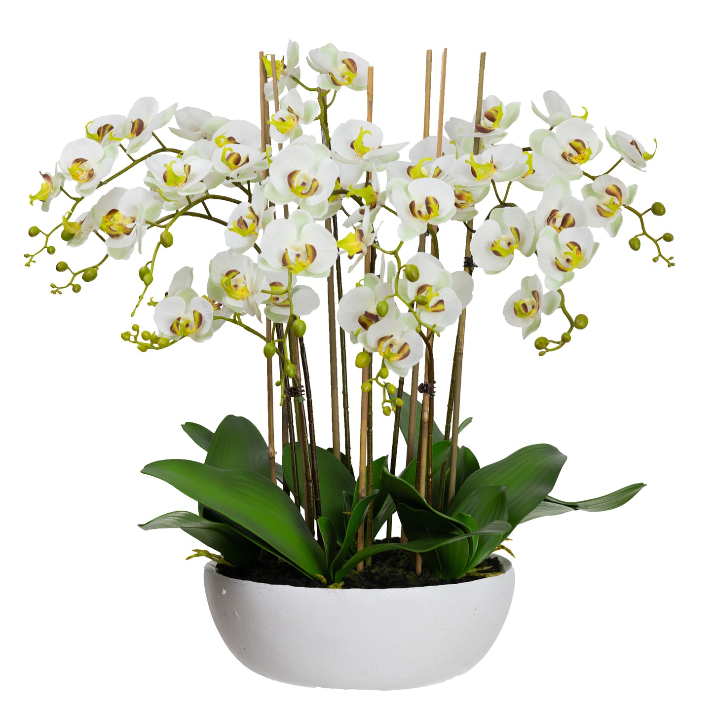 75cm Artificial Orchid in White Bowl Apple Green