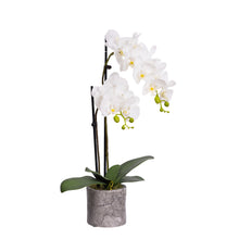 Load image into Gallery viewer, 60CM ORCHID IN POT
