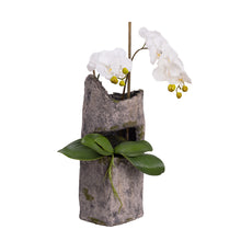 Load image into Gallery viewer, 65CM ORCHID X 2 IN CEMENT
