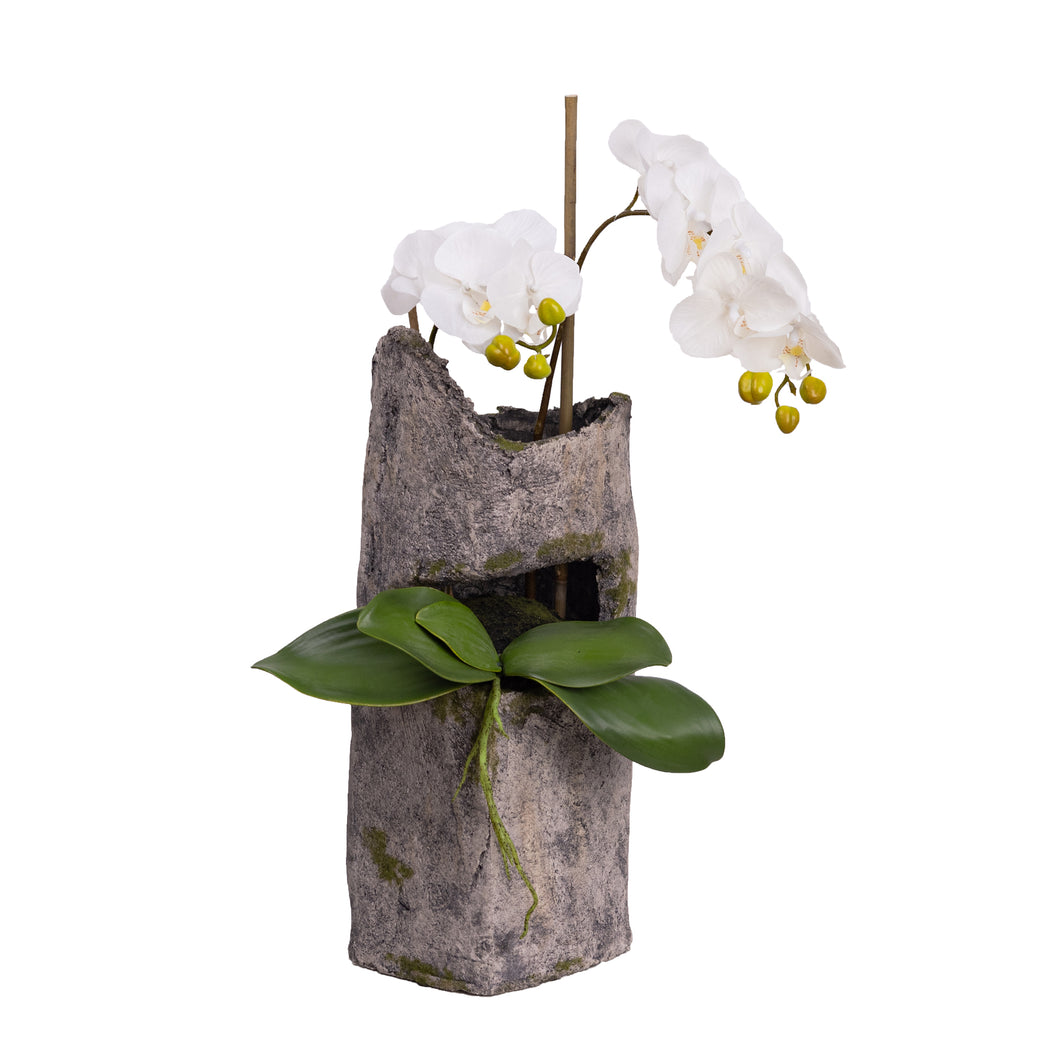 65CM ORCHID X 2 IN CEMENT