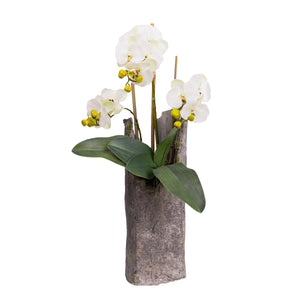 47CM ORCHID IN CEMENT
