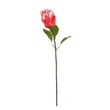 Load image into Gallery viewer, Protea Bud
