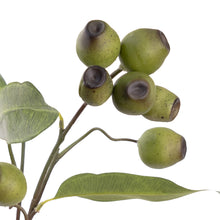 Load image into Gallery viewer, Eucalyptus Gum Nut
