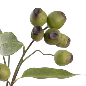 Eucalyptus Gum Nut