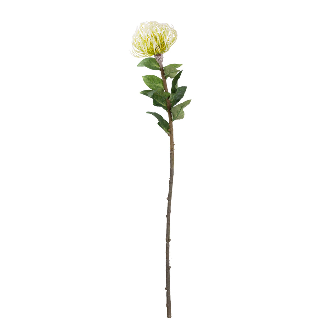 Leucospermum