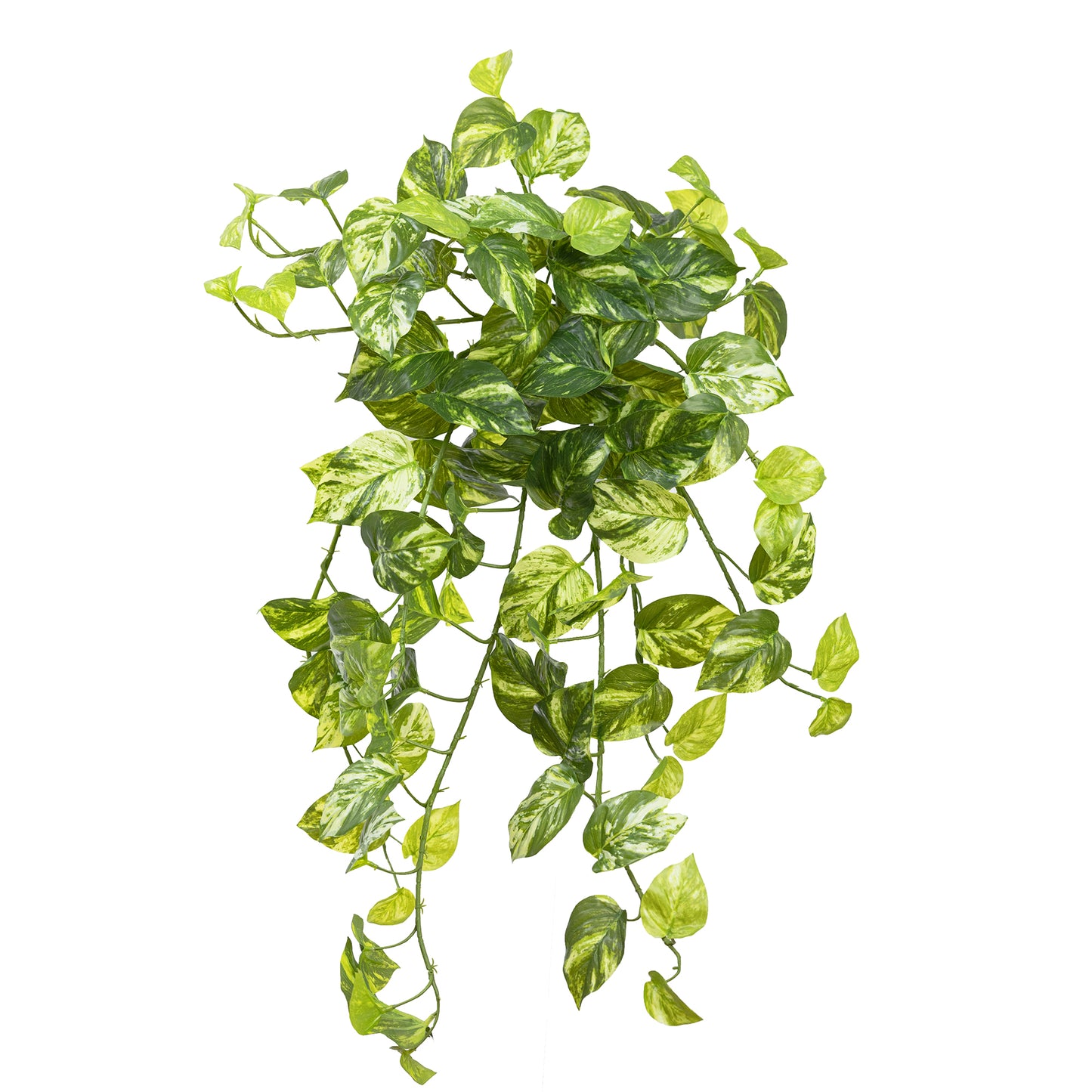 Marble Pothos Hanging Bush