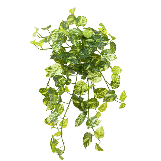 Marble Pothos Hanging Bush