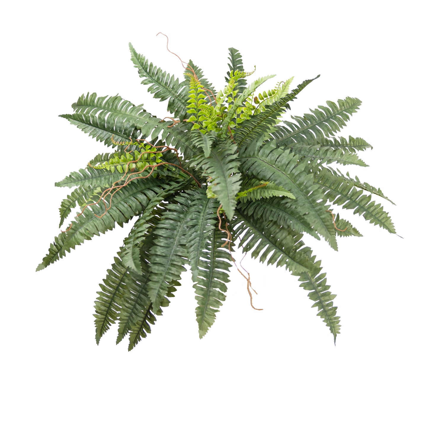 Boston Fern Bush