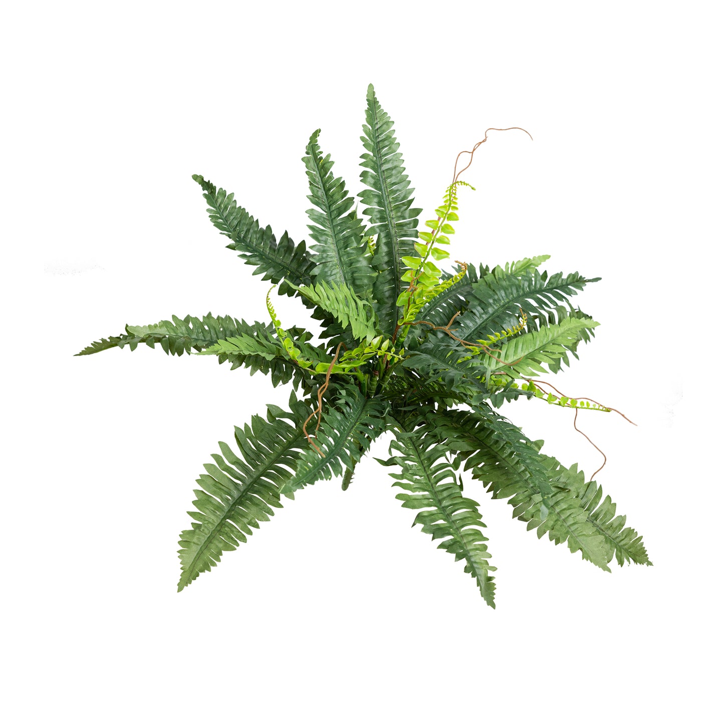 Boston Fern Bush