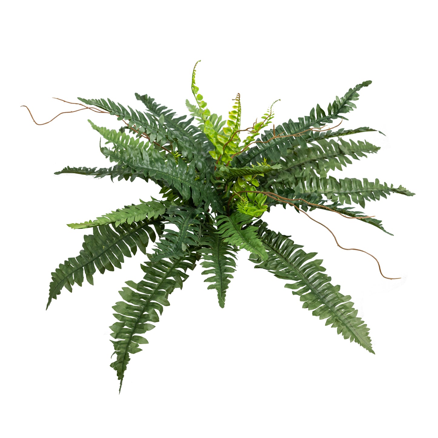 Boston Fern Bush