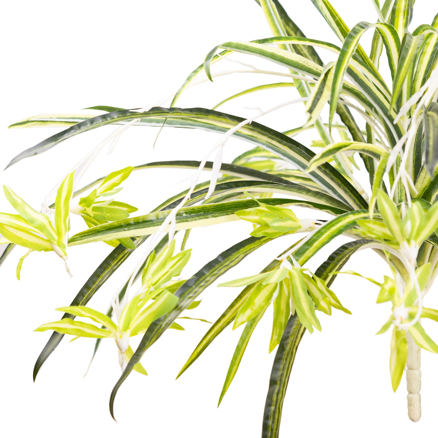 Spider Plant Bush