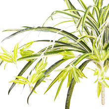 Load image into Gallery viewer, Spider Plant Bush
