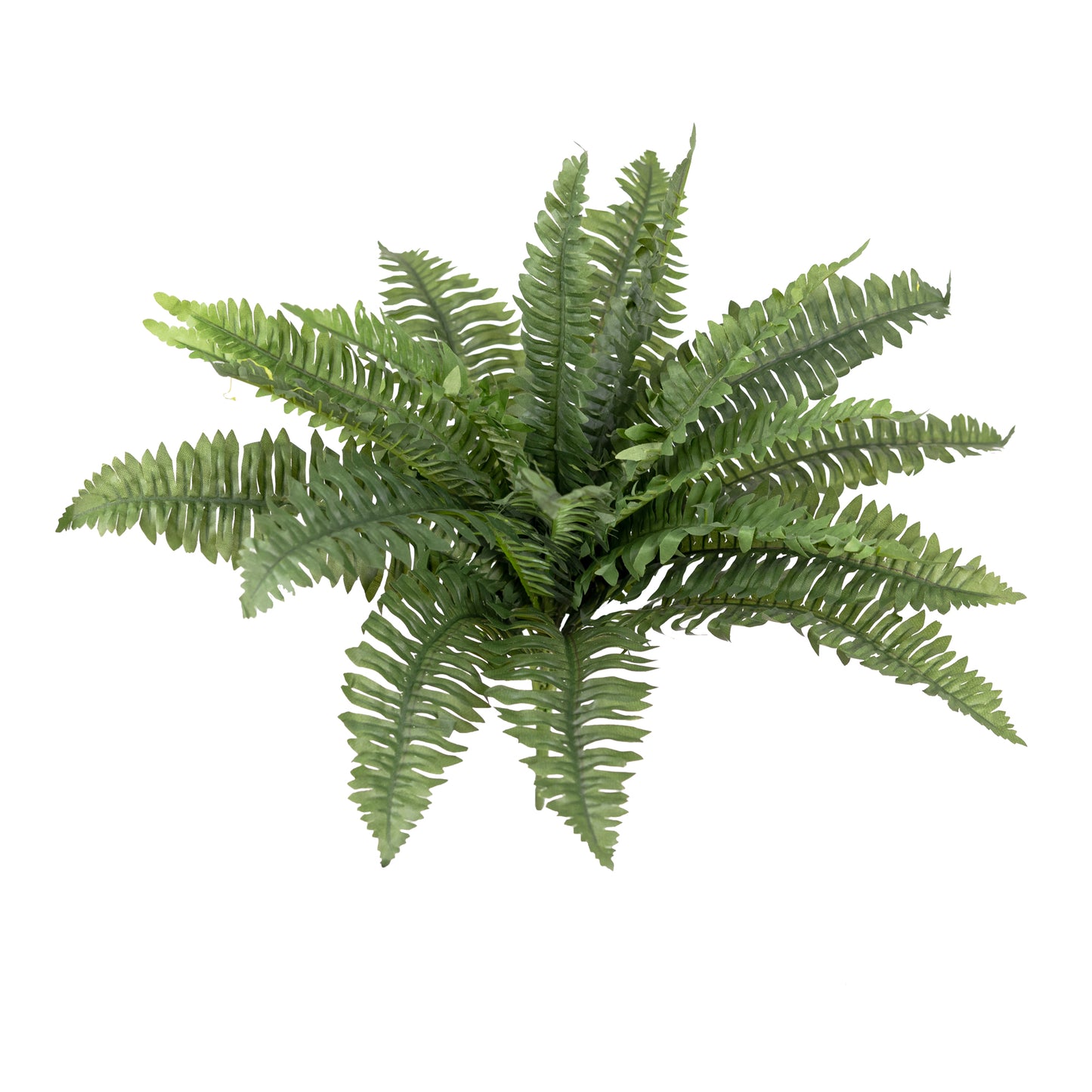 Boston Fern Bush