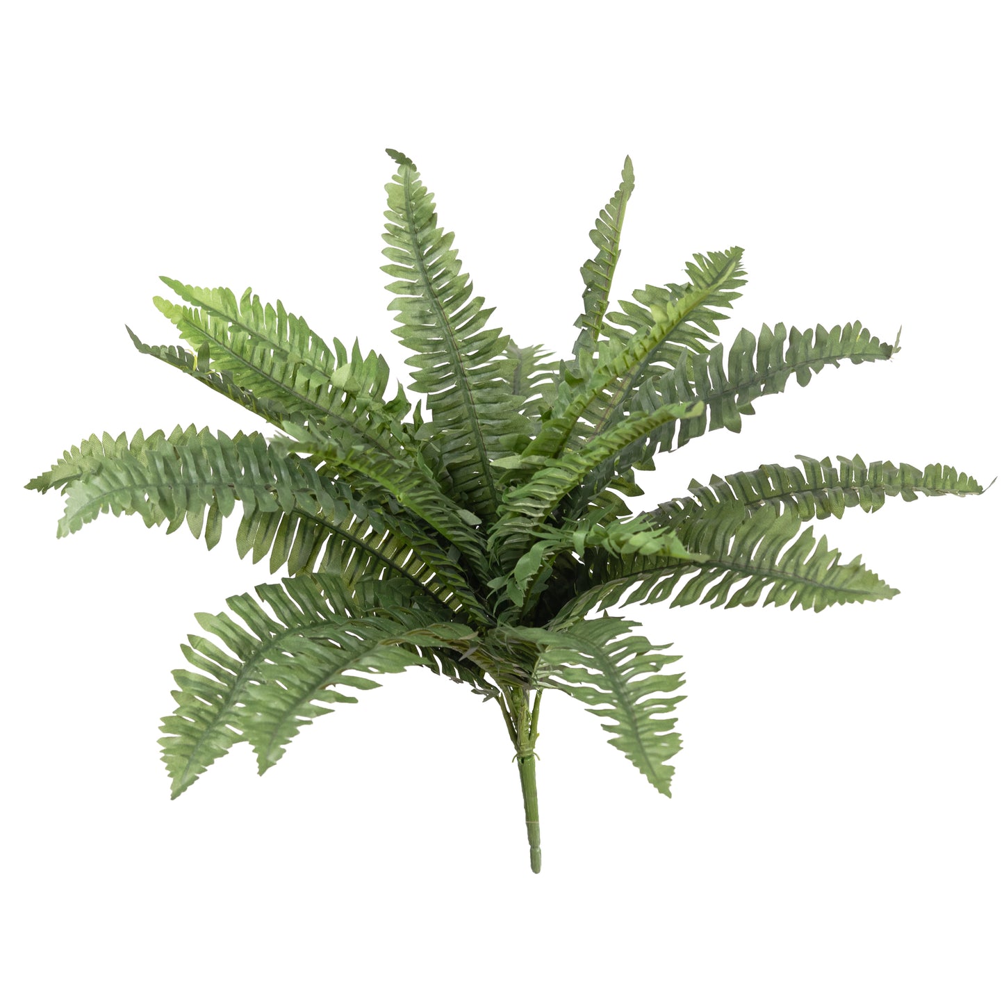 Boston Fern Bush