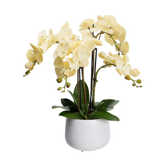 63cm Artificial Phalaenopsis Orchid in White Pot Vanilla