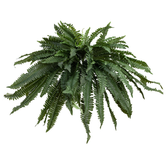 Boston Fern Bush